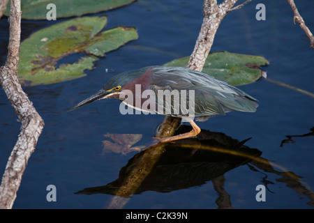 Green Heron (butorides viriscens), Anhinga Trail, Everglades National Park, Florida, USA Stock Photo