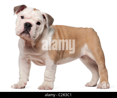 English bulldog puppy, 2 months old, standing in front of white background Stock Photo