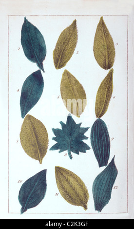 Types of Leaves, Plate XI, hand tinted illustration from A Grammar Of Botany Stock Photo