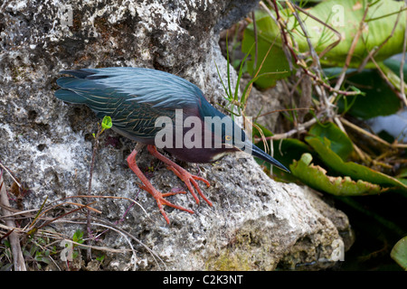 Green Heron (butorides viriscens), Anhinga Trail, Everglades National Park, Florida, USA Stock Photo