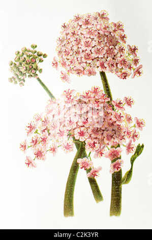 Great Californian Saxifrage, Saxifraga peltata, 19th century illustration Stock Photo