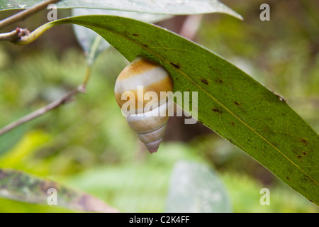 Florida tree snail (liguus fasciatus) at the Gumbo Limbo Trail, Everglades National Park, Florida, USA Stock Photo