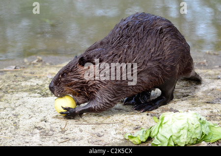 North American Beaver (Castor canadensis), view of profile, and eating apple on the bank of pond Stock Photo