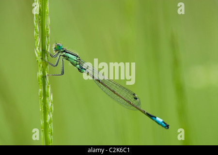 Blue-tailed Damselfly, Ischnura elegans. Surrey, UK Stock Photo
