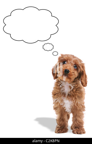 Photo of a Cockerpoo puppy with a thoughtful expression and his eyes looking up, thought bubbles added. Stock Photo