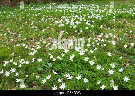 Wood anemones, Anemone nemorosa. Surrey, UK Stock Photo