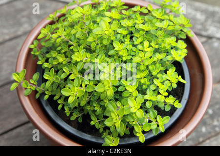 A pot of Golden Thyme Stock Photo