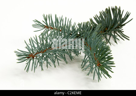 Blue Spruce (Picea pungens glauca), twig. Studio picture against a white background. Stock Photo