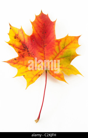Norway Maple (Acer platanoides), autumn leaf. Studio picture against a white background.
