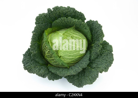 Savoy Cabbage (Brassica oleracea var. sabauda), head. Studio picture against a white background. Stock Photo