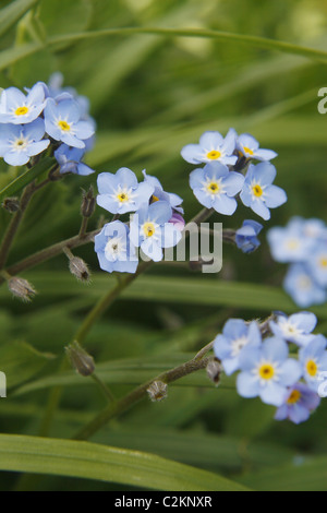 early forget-me-not in field, Worksop, Notts, England Myosotis ramossissima Stock Photo