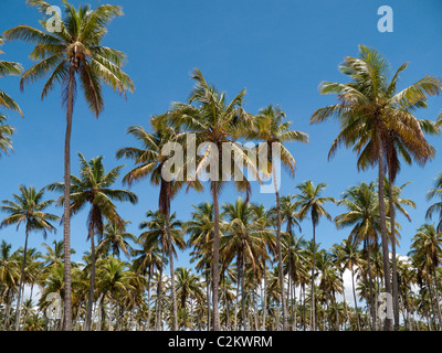 Palm trees on Boipeba Island, Bahia State Brazil Stock Photo