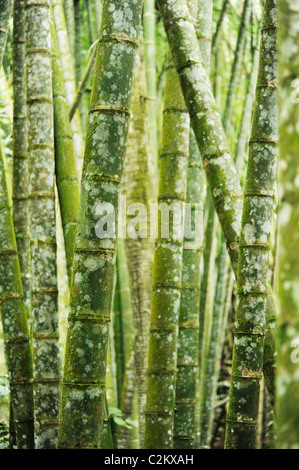 A close up of bamboo trees in Pereira, Colombia, taken in the botanical gardens Stock Photo