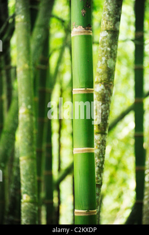 A close up of bamboo trees in Pereira, Colombia, taken in the botanical gardens Stock Photo