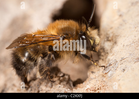 A Hairy-Footed Flower Bees male, waiting by a burrow. Stock Photo