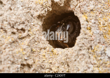 A female Hairy-Footed  Flower Bee - Anthophora plumipes, looking out of her burrow in an old wall. Stock Photo