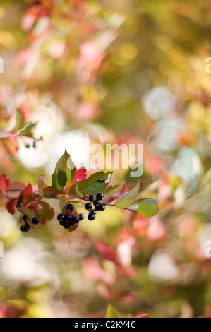 Aronia melanocarpa 'Autumn Magic' fruits Stock Photo