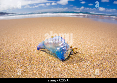 Stranded Portuguese Man o'War on the beach in Las Canteras Beach, Gran Canaria, Spain. Stock Photo