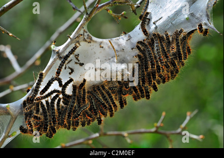 Caterpillar larvae of Small eggar moth (Eriogaster lanestris) living gregariously in silken web on hawthorn (Crataegus monogyna) Stock Photo