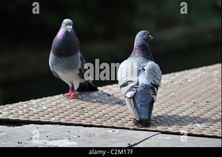 Feral pigeons / Rock doves (Columba livia) on quay along canal in city, Belgium Stock Photo