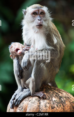 Monkey Making Funny Faces Hi Res Stock Photography And Images Alamy