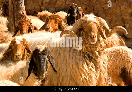 Syria desert Badiyat al Sham farm sheep culture Bedouin Bedouins  Villages man woman Syrian  Middle East Stock Photo