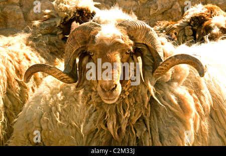 Syria desert Badiyat al Sham farm sheep culture Bedouin Bedouins  Villages man woman Syrian  Middle East Stock Photo