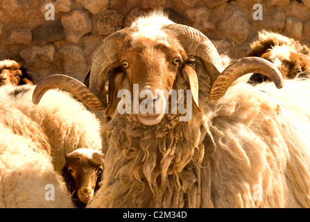 Syria desert Badiyat al Sham farm sheep culture Bedouin Bedouins  Villages man woman Syrian  Middle East Stock Photo