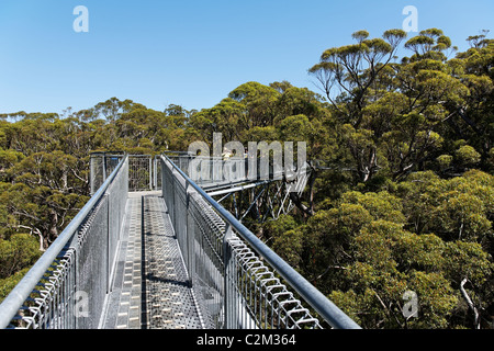 Valley of the Giants tree top walk, Walpole-Nornalup National Park, Southwest Australia Stock Photo