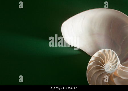 Crustacean shell cross section representing evolution, growth and change on a green background Stock Photo