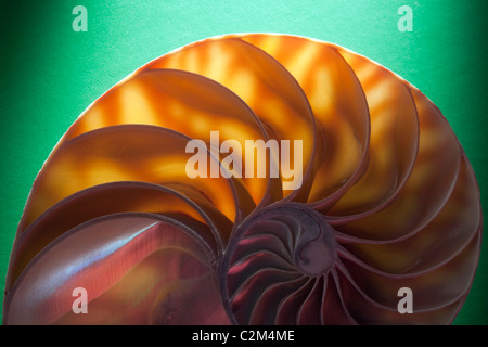 Crustacean shell cross section representing evolution, growth and change on a green background Stock Photo