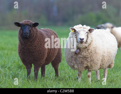 black and white sheep on pasture concept for good and bad contrast racism multi ethnic races cultures skin color sin Stock Photo