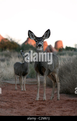 MULE DEER ARCHES NATIONAL PARK USA 10 November 2010 Stock Photo