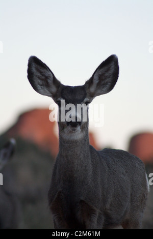 MULE DEER ARCHES NATIONAL PARK USA 10 November 2010 Stock Photo