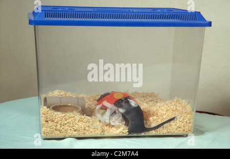 gerbil in tank Stock Photo