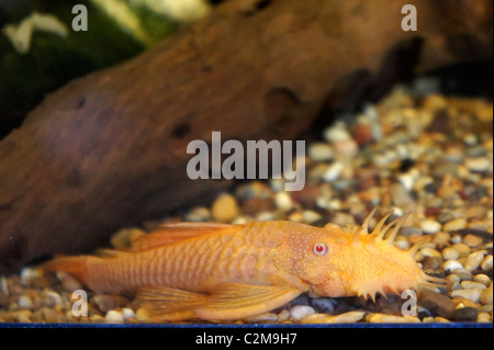 Albino Bristlenose Catfish, Tropical Fish, part of the Ancistrus family, algae eater, origin - South America Stock Photo