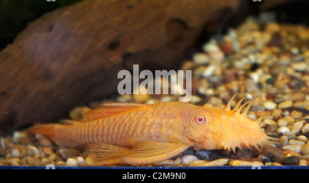 Albino Bristlenose Catfish, Tropical Fish, part of the Ancistrus family, algae eater, origin - South America Stock Photo