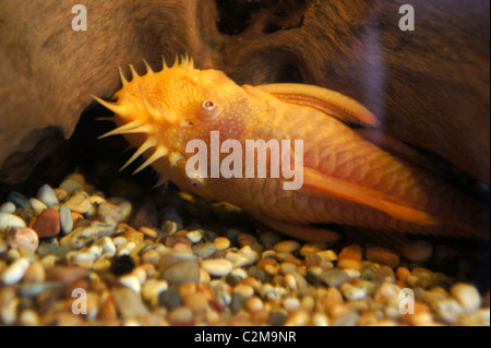 Albino Bristlenose Catfish, Tropical Fish, part of the Ancistrus family Stock Photo