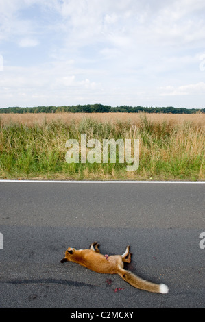 A dead fox on a country road