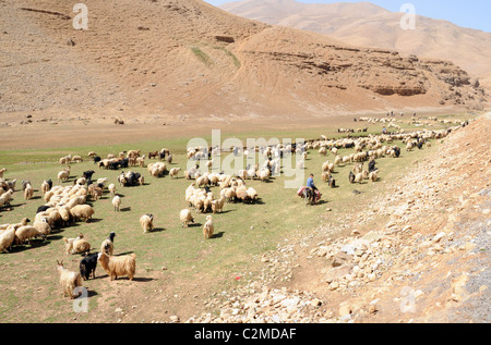 Nomadic Kurdish shepherds and their flock of Anatolian sheep grazing on a Zagros Mountain pasture, Van Province, southeast Anatolia region, Turkey. Stock Photo