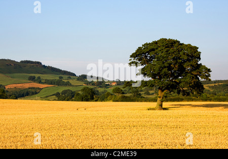 Tree In A Golden Field Of Grain, North Yorkshire, England Stock Photo