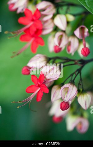 Clerodendrum x speciosum. Java Glory Vine. Red bleeding heart vine in flower