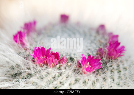 Mammillaria Hahniana cactus flowering. Old Lady Cactus cactus Stock Photo