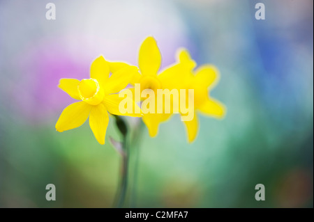 Narcissus assoanus. Miniature daffodil flowers. Abstract Stock Photo