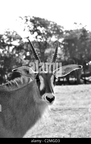 Hippotragus Bluebuck antelope Stock Photo