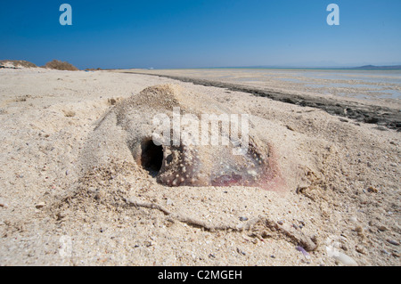 Carcass of a dead stingray washed up on a tropical beach Stock Photo