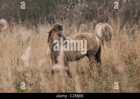 Konik Tarpan horses wild feral free Kent England Stock Photo