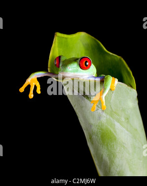 One inch red-eyed tree frog in a fresh banana leaf