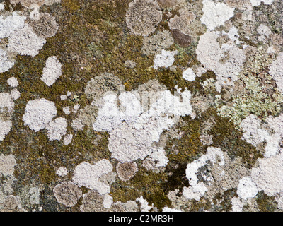 Lichens and mosses on granite stone rock close up - grey abstract stone texture Stock Photo