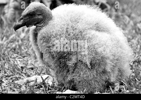 Baby California condor Stock Photo - Alamy